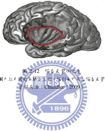 圖  2-12  腦島皮質的位置 