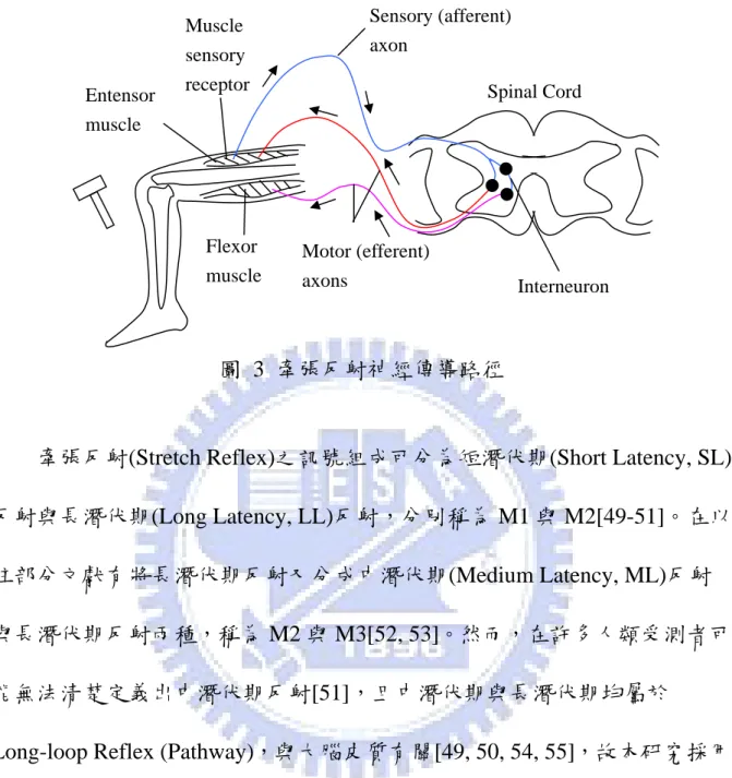 圖 3 牽張反射神經傳導路徑 