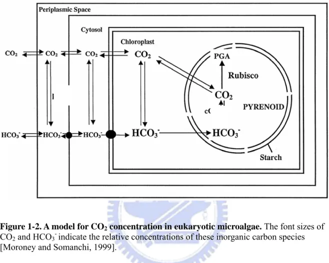 Figure 1-2. A model for CO 2  concentration in eukaryotic microalgae. The font sizes of  CO 2  and HCO 3 -  indicate the relative concentrations of these inorganic carbon species  [Moroney and Somanchi, 1999]