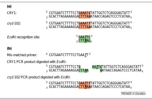 Fig. 1. Derived cleaved amplified polymorphic sequence (dCAPS) analysis uses a mismatched PCR primer to create  a restriction fragment length polymorphism (RFLP) based on the single nucleotide polymorphism (SNP) being analyzed