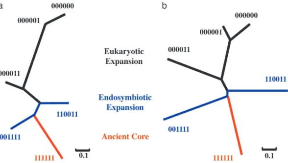 Fig. 3. The main path of network growth. (a) An NJ tree based on d z ⫽ 1兾(1 ⫹ e Z ), where Z is the Z score for interaction tendencies from Fig