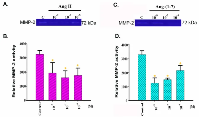 Figure 8. MMP-2 activation in the H9c2 cells induced by Ang II and Ang-(1-7). Cells were subconfluence in 10% FBS/DMEM medium when the cells grown about