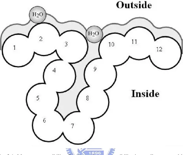 Fig. 2.1. Measure accessibility. Residue solvent accessibility is usually measured by  rolling a spherical water molecule over a protein surface and summing the area that  can be accessed by this molecule on each residue (typical values range from 0－300  Å