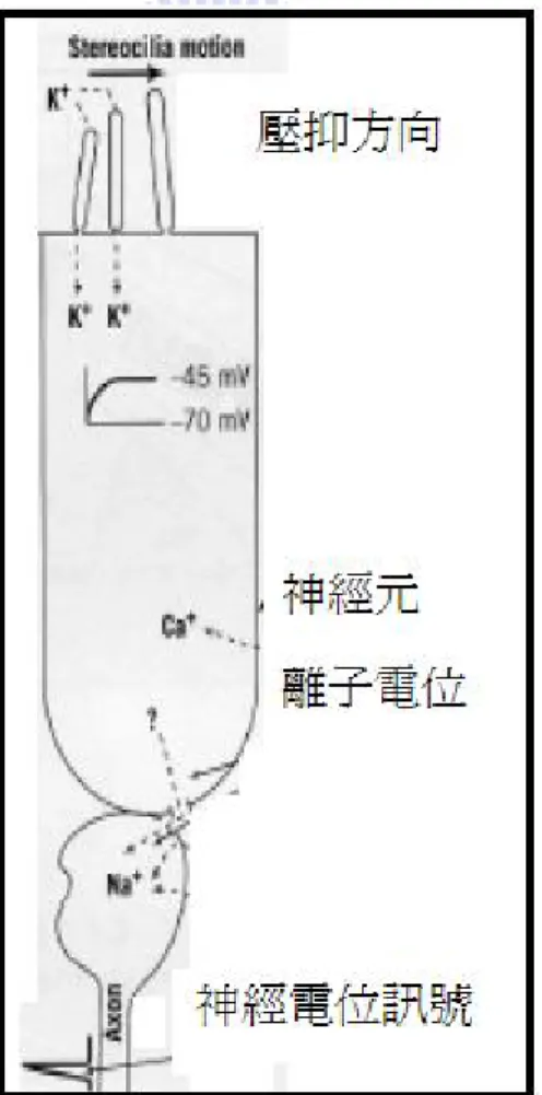 圖 2.4 毛髮細胞示意圖:毛髮細胞受液壓的移動導致離子電位差的產生，  由液壓的機械移動轉換成神經細胞訊號之過程 
