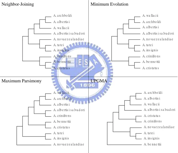 Figure 2. Trees by the four methods excluding Aegotheles savesi. Neighbor-Joining  A. a rc h b o ld i A
