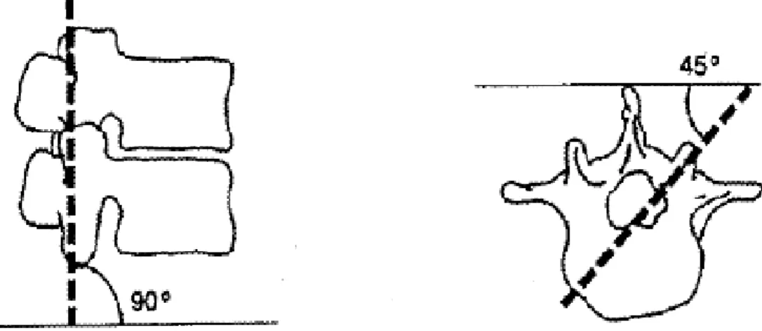 Figure 2.5: The orientation of lumbar facet to the transverse plane (left) and the  frontal plane (right)