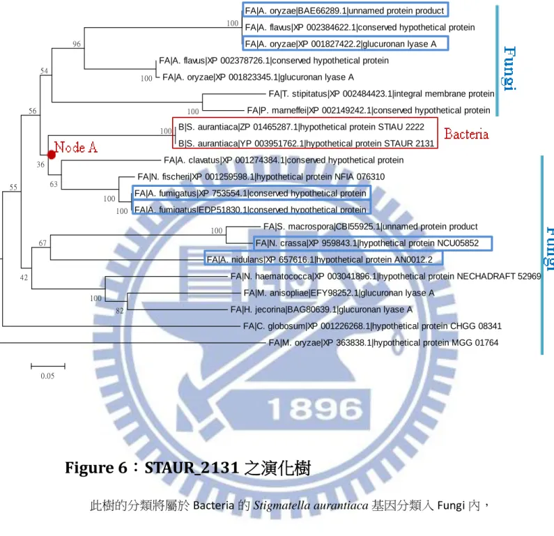 Figure 6：STAUR_2131 之演化樹 