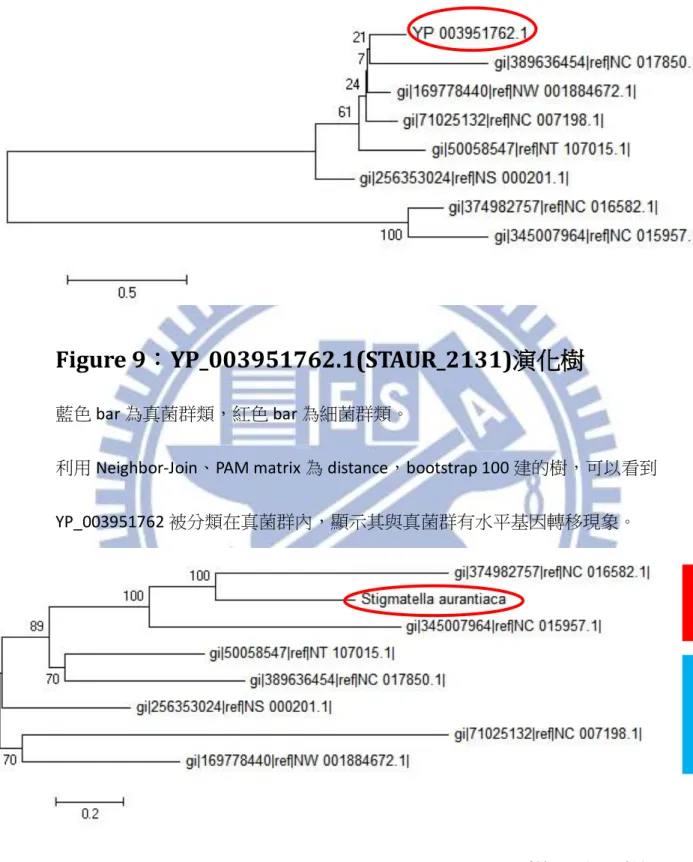Figure 9：YP_003951762.1(STAUR_2131)演化樹 
