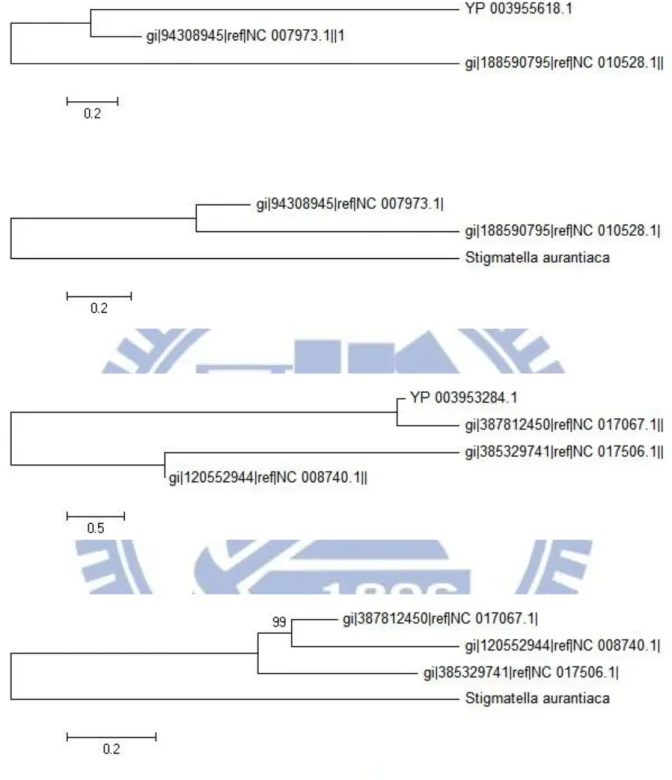 Figure 12：YP_003955618 與 YP_003953284 演化樹 
