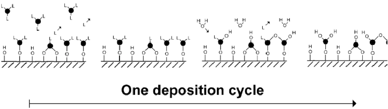 Figure 2.2. Schematic illustration describing an ALD deposition cycle leading to the formation of a  binary oxide film consisting of metal (•) and oxygen (◦) atoms