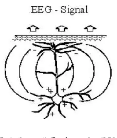 圖 1-2  腦電波之成因[3]  腦電波又可細分成四個頻段，δ波(0.1~4 Hz)、θ波(4~8 Hz)、α波(8~13  Hz)、β波(13~100Hz)。其中α波(8-13Hz)主要分佈在大腦皮質的活動，而且 最重要的是它不受眨眼動作的干擾，因此在 BCI 是最主要被使用的波段[4]， 圖 1-3[4]是四個不同頻段的腦電波訊號。  圖 1-3  四種頻段的腦電波訊號︰δθαβ[4] 