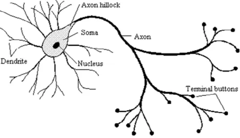 Figure 2.2 Basic element of artificial neural network Figure 2.1 Schematic view of a neuron 