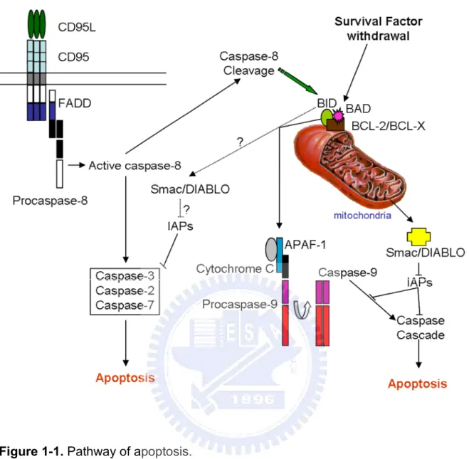 Figure 1-1. Pathway of apoptosis.
