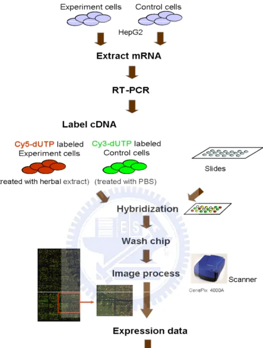 Figure 2-1. Flow chart of cDNA microarray analysis.