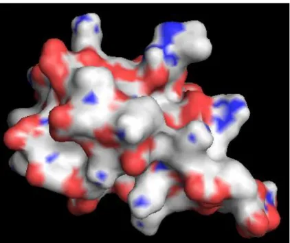 Figure 2.2. An example for electric charge near the surfaces of the residues: The graph  shows the atom distribution of the protein surface
