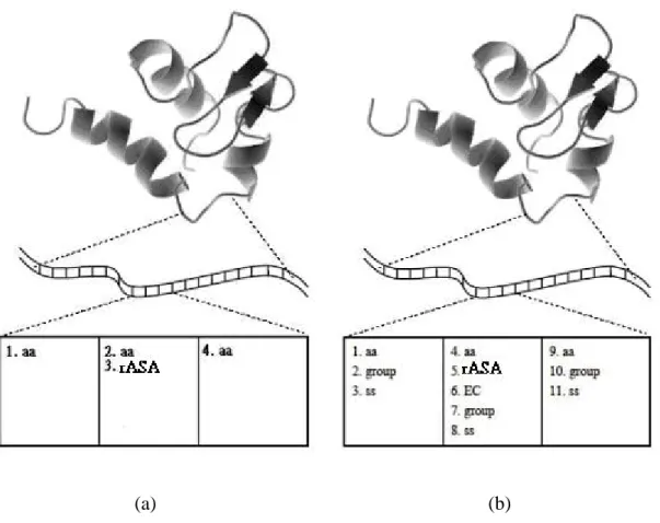 Figure 3.4. An example for getting the features: The upper level in the figure presents  a protein structure