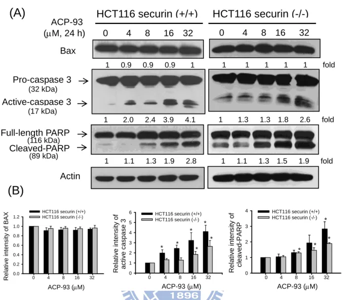 Fig.  3.  Comparison  of  apoptosis-related  protein  expression  between  the  securin-wild type and securin-null HCT116 cells after treatment with ACP-93