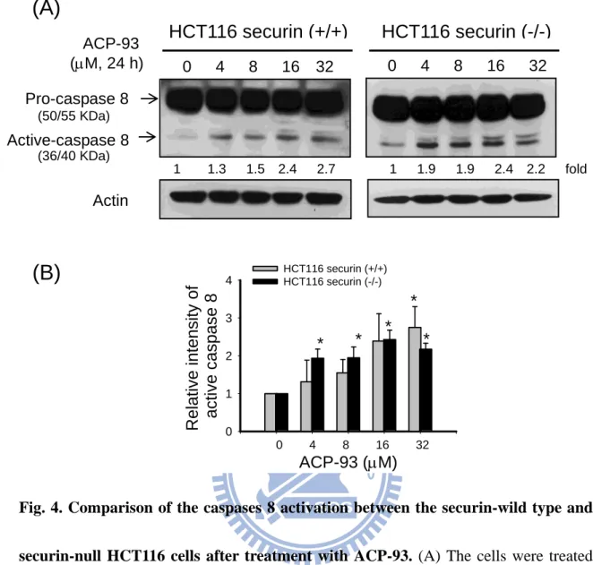 Fig. 4. Comparison of the caspases 8 activation between the securin-wild type and  securin-null HCT116 cells after treatment with ACP-93