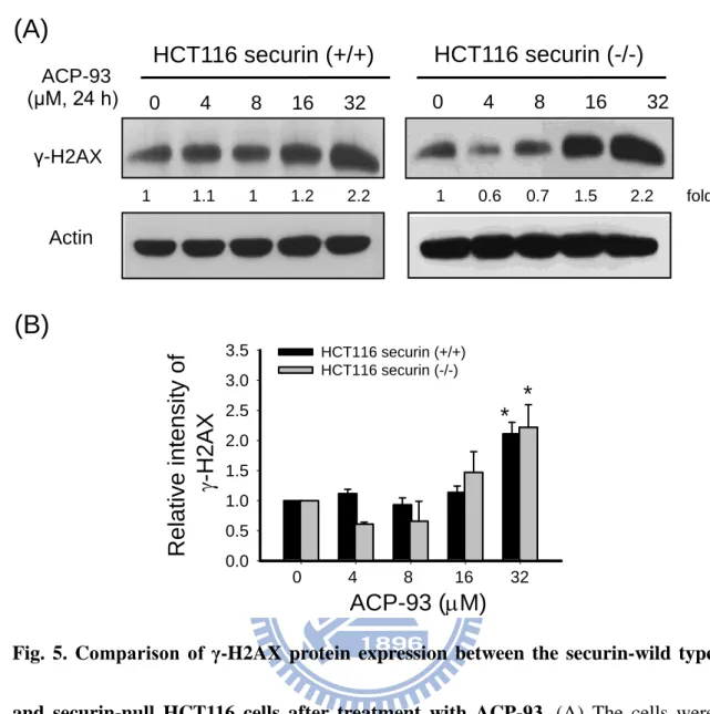 Fig.  5.  Comparison  of  γ-H2AX  protein  expression  between  the  securin-wild  type  and securin-null HCT116 cells after treatment with ACP-93