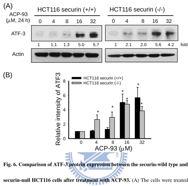 Fig.  6.  Comparison  of  ATF-3  protein  expression  between  the  securin-wild  type  and securin-null HCT116 cells after treatment with ACP-93.