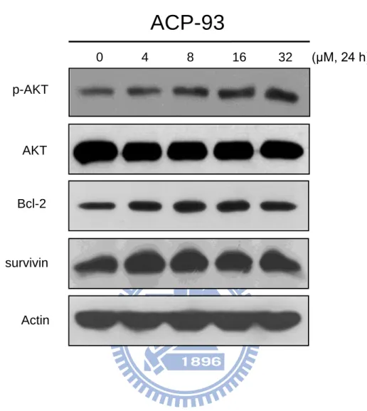 Fig. 10. Effect of ACP-93 on anti-apoptotic protein expression in the securin-wild  type HCT116 cells