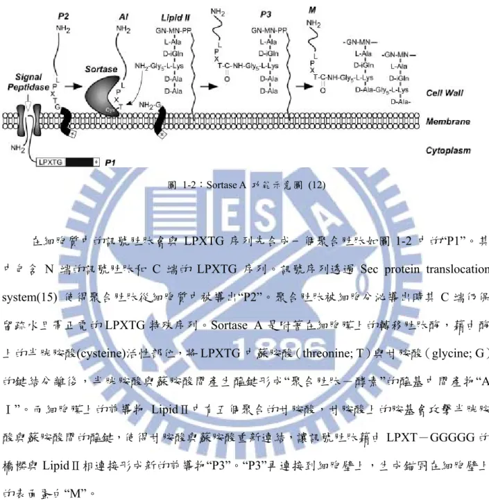 圖 1-2：Sortase A  功能示意圖 (12) 