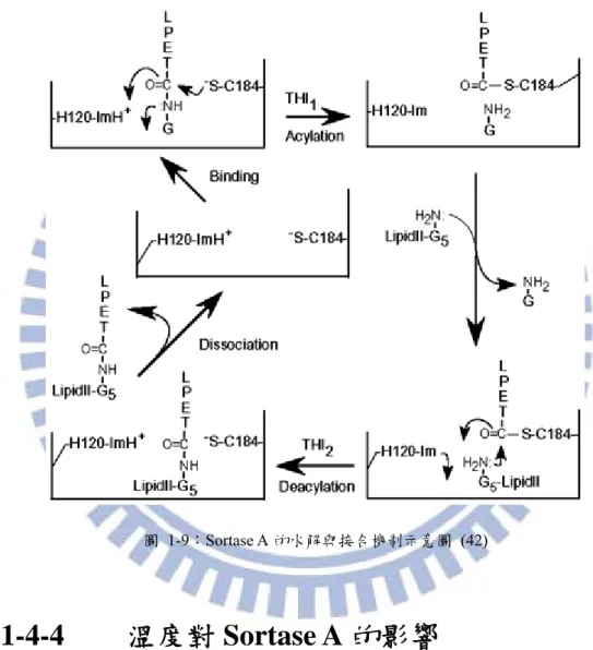 圖 1-9：Sortase A 的水解與接合機制示意圖 (42) 