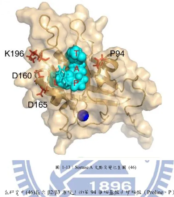 圖 1-13：Sortase A 定點突變位置圖 (46) 