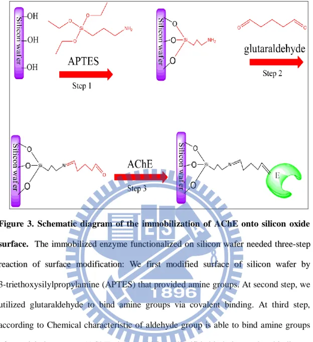 Figure  3.  Schematic  diagram  of  the  immobilization  of  AChE  onto  silicon  oxide  surface