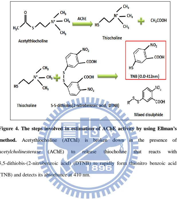 Figure  4.  Th T he e  st s te ep ps s  in i nv vo ol lv ve ed d  in i n  es e st ti im ma at ti io on n  o of f  AC A Ch hE E  ac a ct ti iv vi it ty y  by b y  us u si in ng g  El E ll lm ma an n’ ’s s  me m et th ho od d