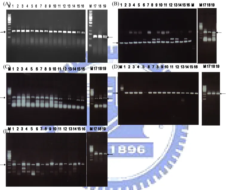 Figure 3. PCR detection of (A) rmpA,  (B) iutA ,(C)  iroB ,(D) silS, and (E) terA  gene