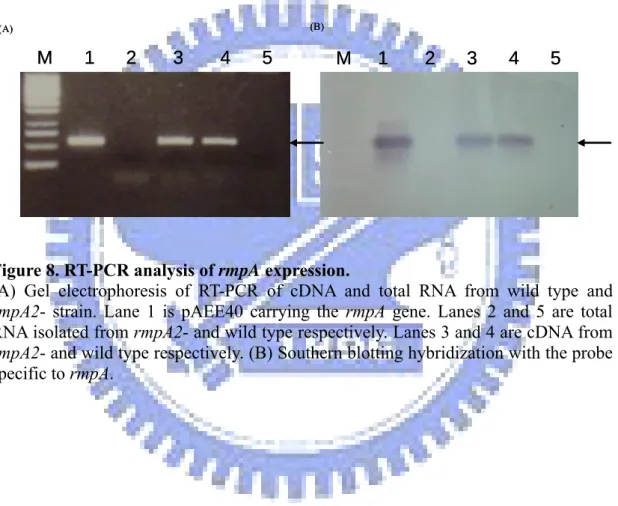 Figure 8. RT-PCR analysis of rmpA expression.   