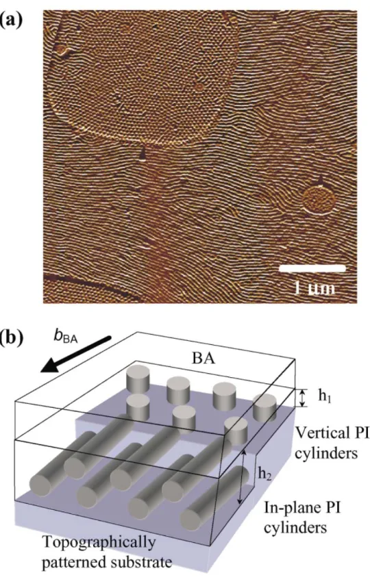 Figure 1-6. Thin film morphology of an asymmetric block copolymer that forms  hexagonal morphologies in the bulk