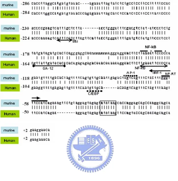Fig. 1.   Comparison of the promoter region of murine and human IL-12  p40 genes. The sequence alignment of the promoter region of murine and  human IL-12 p40 gene was performed using Blast 2 sequence of NCBI web