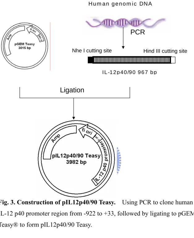 Fig. 3. Construction of pIL12p40/90 Teasy.    Using PCR to clone human  IL-12 p40 promoter region from -922 to +33, followed by ligating to pGEM  Teasy® to form pIL12p40/90 Teasy