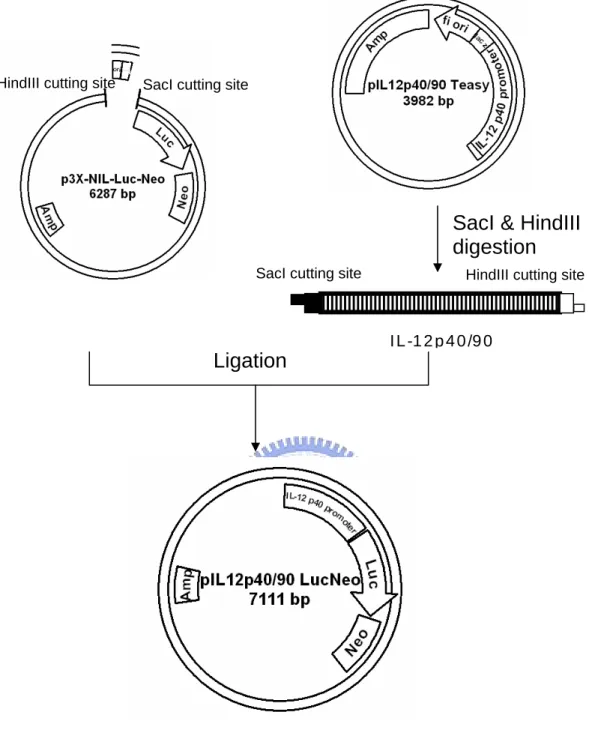 Fig. 4. Construction of pIL12p40/90 Luc neo .    Using SacI and HindIII to  digest p3X-NIL-Luc neo  and pIL12p40/90 Teasy, followed by religating the 