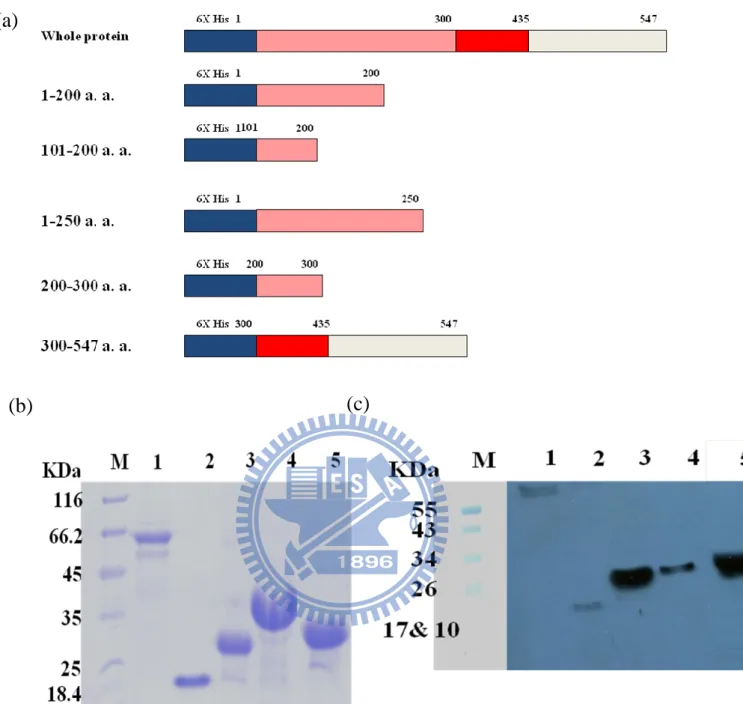 Figure  2:  The  expressionss  of  different  HpHSP60  fragments.  a)  The  figure  simply  showed  that  the  different  sequence  of  HpHSP60
