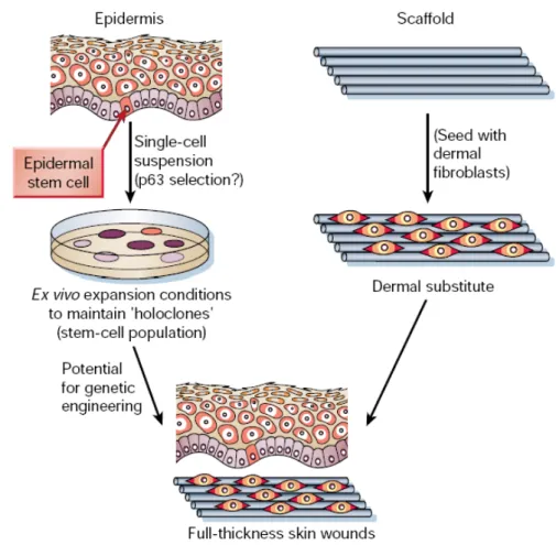 Figure 1.3 Regeneration of skin tissues using stem cells [10]. 