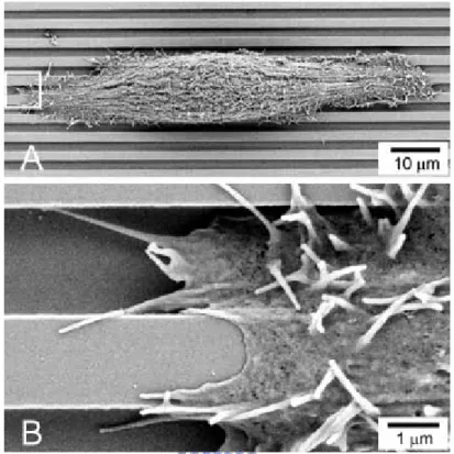 Figure 2.1 SEM images of cells cultured with 4 μm pitch pattern. (A) Cell aligned  along the groove direction
