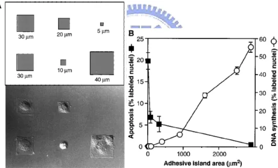 Figure 2.2 Spreading had  an  effect on cell growth and apoptosis. (A) Schematic  diagram show the initial patterns containing different size of square