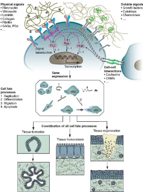 Figure 2.3 By complex reciprocal molecular interactions between cells and their  surroundings, the behavior of the dynamic state of multicellular tissues and individual  cells is regulated