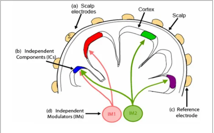 Figure 1-1: The basic principle of neuromodulation. Our EEG sources, here depicted as  colored patches, which can express variable oscillatory activity depending on the  circumstance, may be influenced by a sub-cortical influence, such as norepinephrine,  
