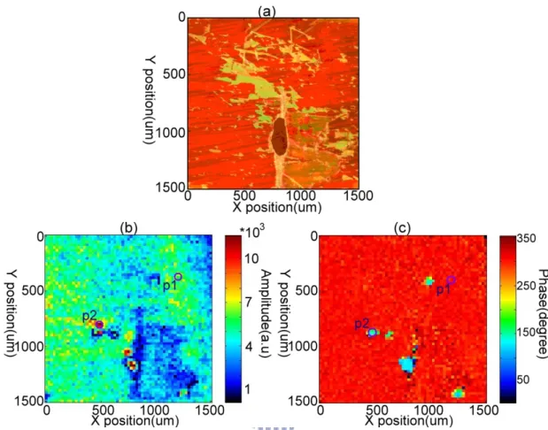 Fig. 2.5: (a) The optical image of scanned region is taken on a Felix 017/100 SSFLC  cell doped with nc-ZnO by using optical microscopy, and the 2D distributions of (b)  the amplitude, and (c) the phase of the lock-in detected Raman peak at 1609 cm -1  wit