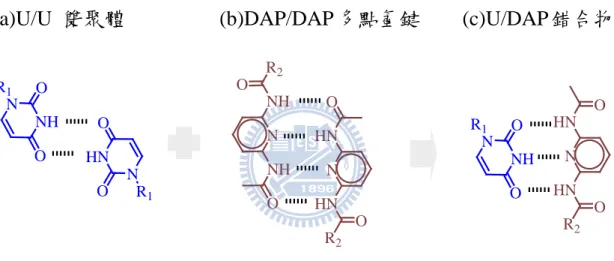 圖 3.12  Uracil 雙聚體以及 DAP 多點氫鍵作用力被破壞，產生 U/DAP 氫鍵識別錯合物 
