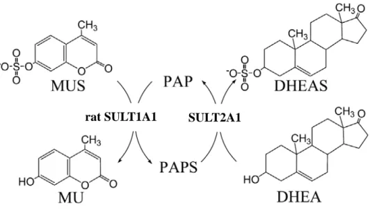 Figure 2. Scheme for the determination of SULT2A1 activity. This assay was based on the  regeneration of PAPS from PAP catalyzed by a recombinant rat SULT1A1 (K65ER68G) using  MUS as the sulfuryl group donor