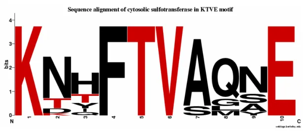 Figure 3. The KTVE motif : sequence alignment of cytosolic sulfotransferases. The  conserved residues, KxxxTVxxxE, are highlighted as red