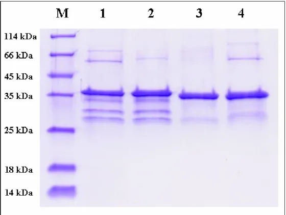 Figure 4. SDS-PAGE for determination of wild type and monomer mutant of SULT1A1 