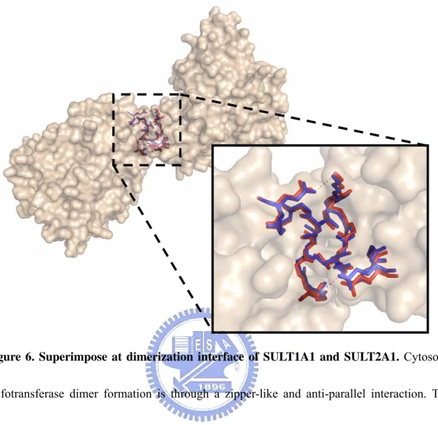 Figure 6. Superimpose at dimerization interface of SULT1A1 and SULT2A1. Cytosolic  sulfotransferase dimer formation is through a zipper-like and anti-parallel interaction