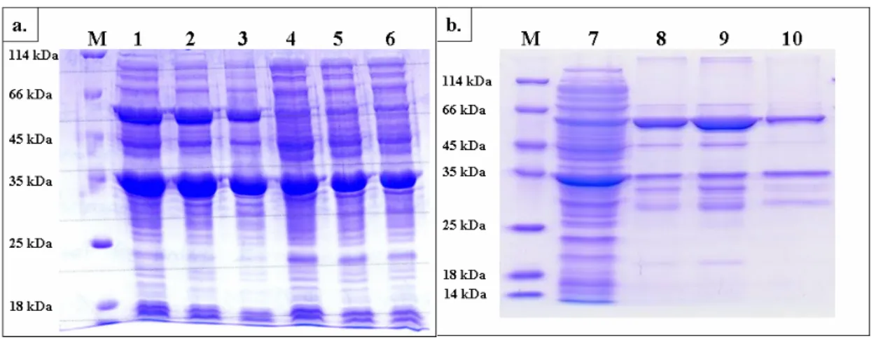 Figure 7. SDS-PAGE for determination of SULT1A1/SULT2A1 heterodimer. (a)  Coexpression of SULT1A1 (34 kDa + 36 kDa, fusion of glutathione S-transferase) and  SULT2A1 (34 kDa)
