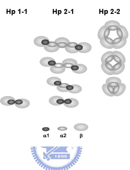Fig. 1. Schematic drawing of molecular arrangement in huamn Hp phenotypes.   Hp 1-1 